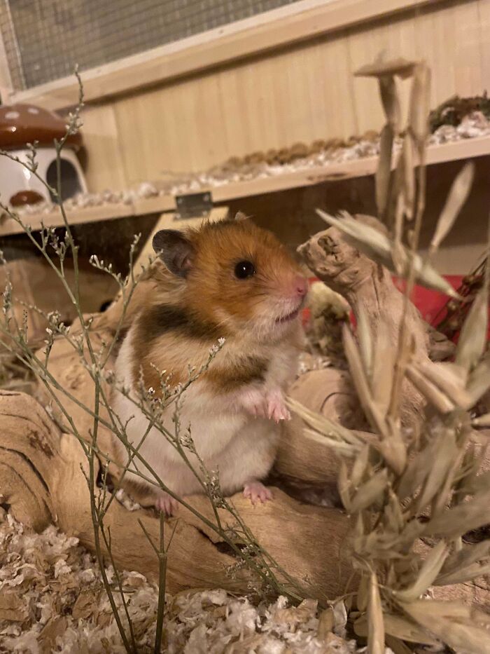 Just Want To Show Off My Girl Miss Nibble, Who I Adopted Via Craigslist