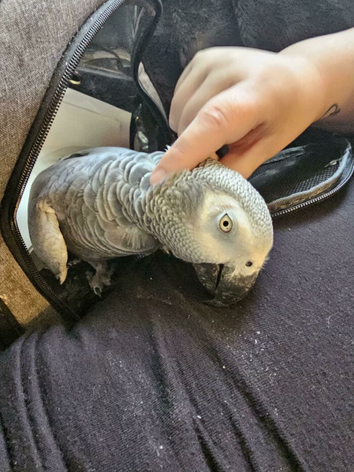 Adopted This Beauty Girl Today