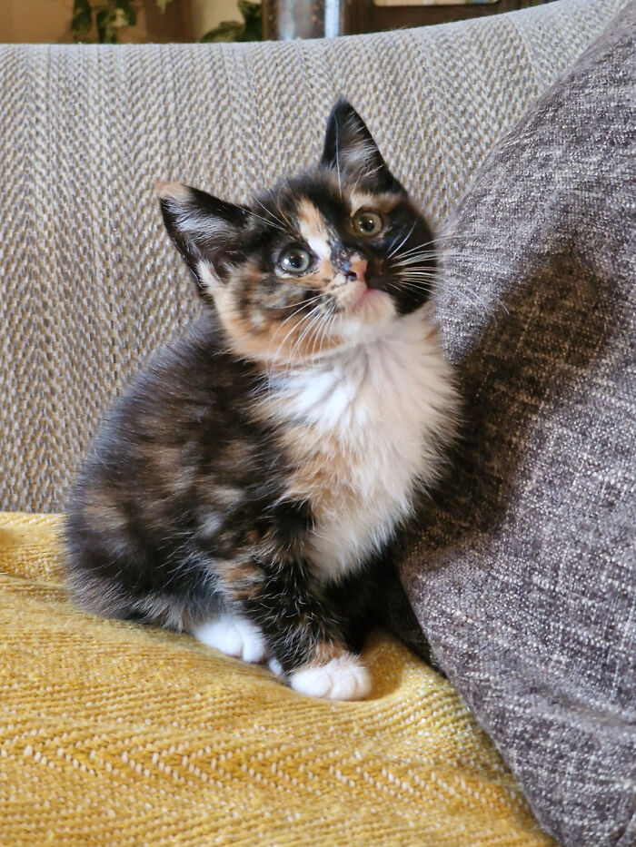 Welcome To The Family Maple 🍁