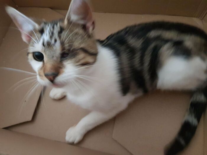 I Adopted This Cutie Last Week. I Named Him Hammy Aka Ham Sandwich Aka The Hamster