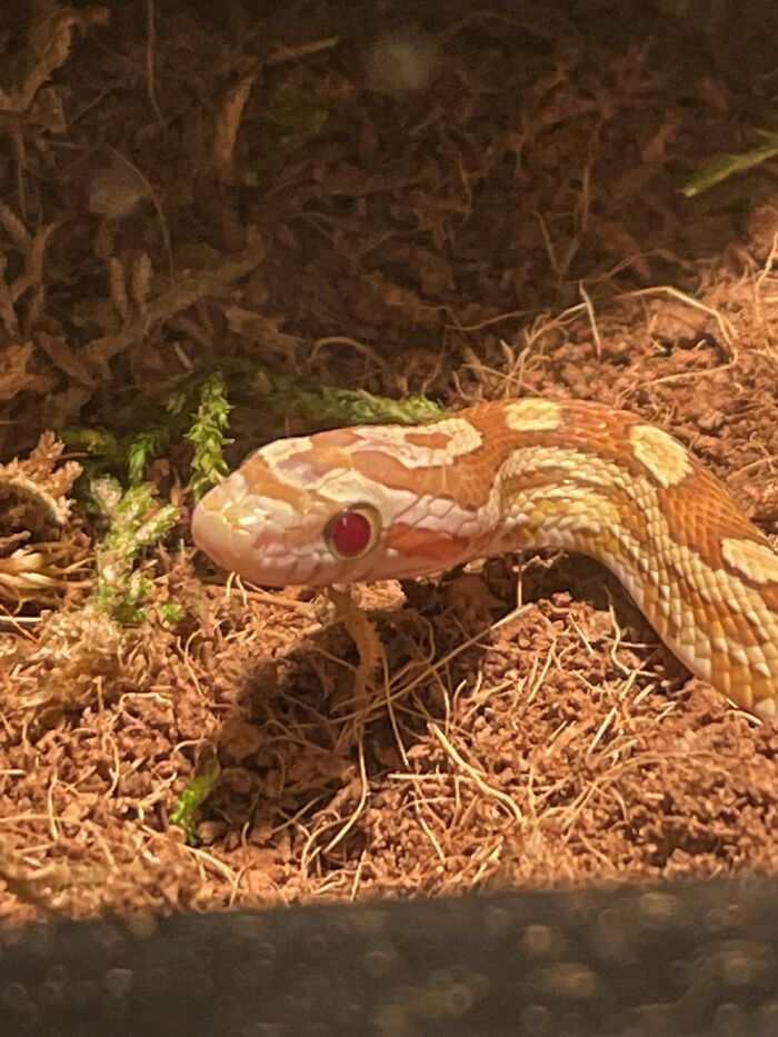 Adopted A Snake! Wanted One Since I Was A Little Girl And He Is The Most Adorable Baby Ever!!!