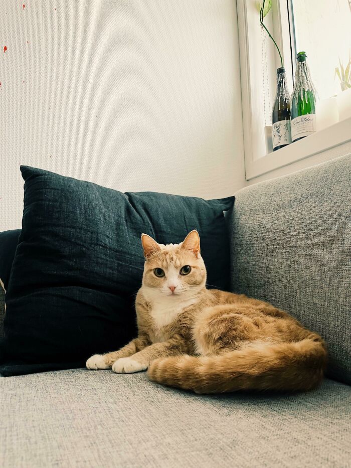 There’s A New Diva In Town. Her Name Is Måne (Moon In Norwegian) And She’s Literally One Of The Prettiest Cats I’ve Ever Seen. Say Hi!