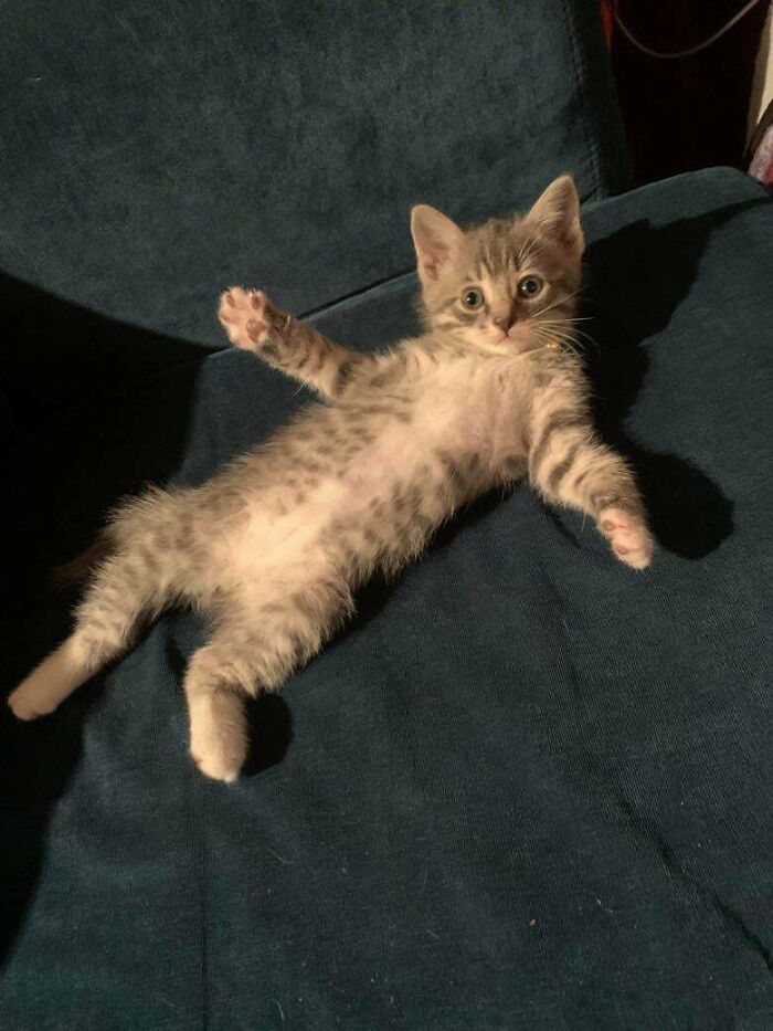 I Was Told That The Kitten I Adopted Was 14 Weeks, But He Looks Younger