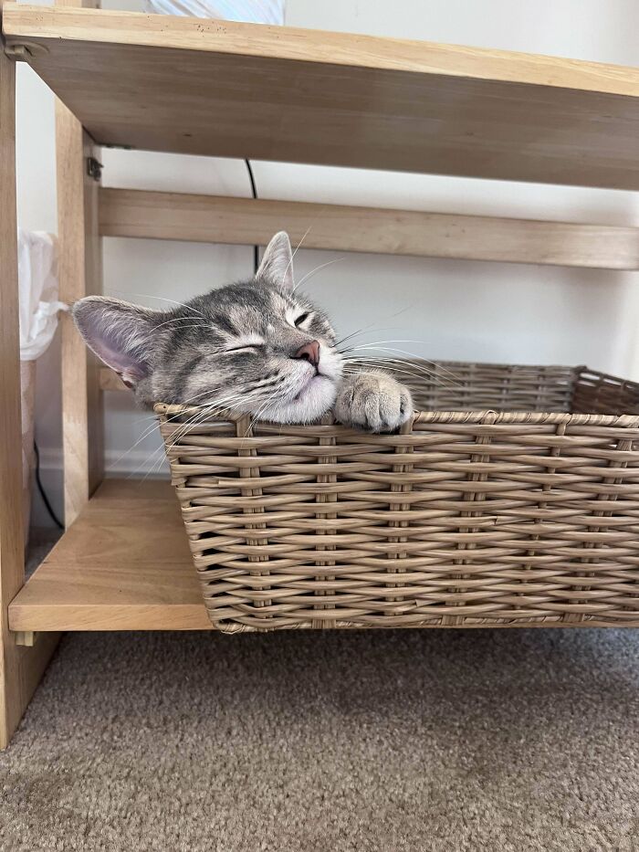 I Like To Think I Have The Cutest Kitten. I Adopted Her From The Street At 4mo. 2nd Pic Is The Day I Found Her