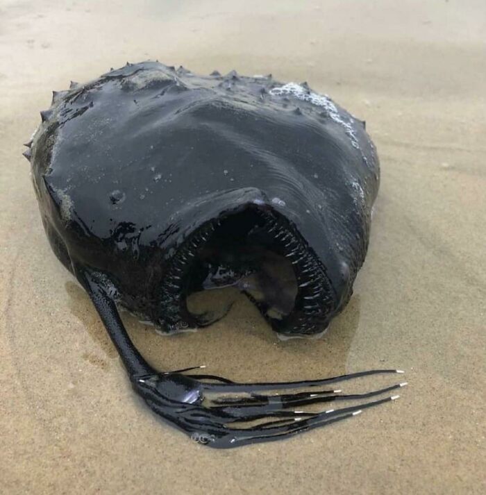 A Washed Up Angler Fish