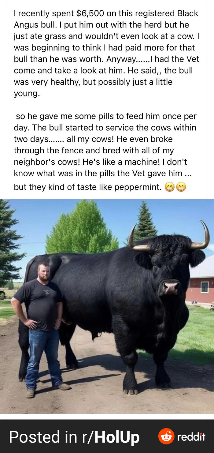 Black Angus The Horny