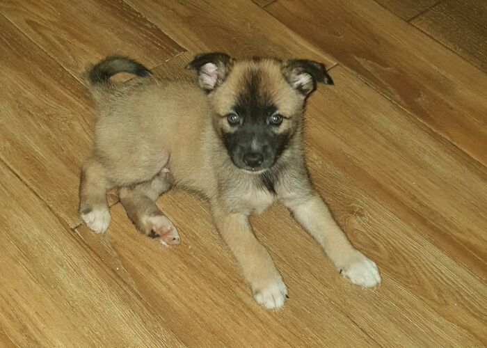 Sooo, My Dad Adopted Another Puppy