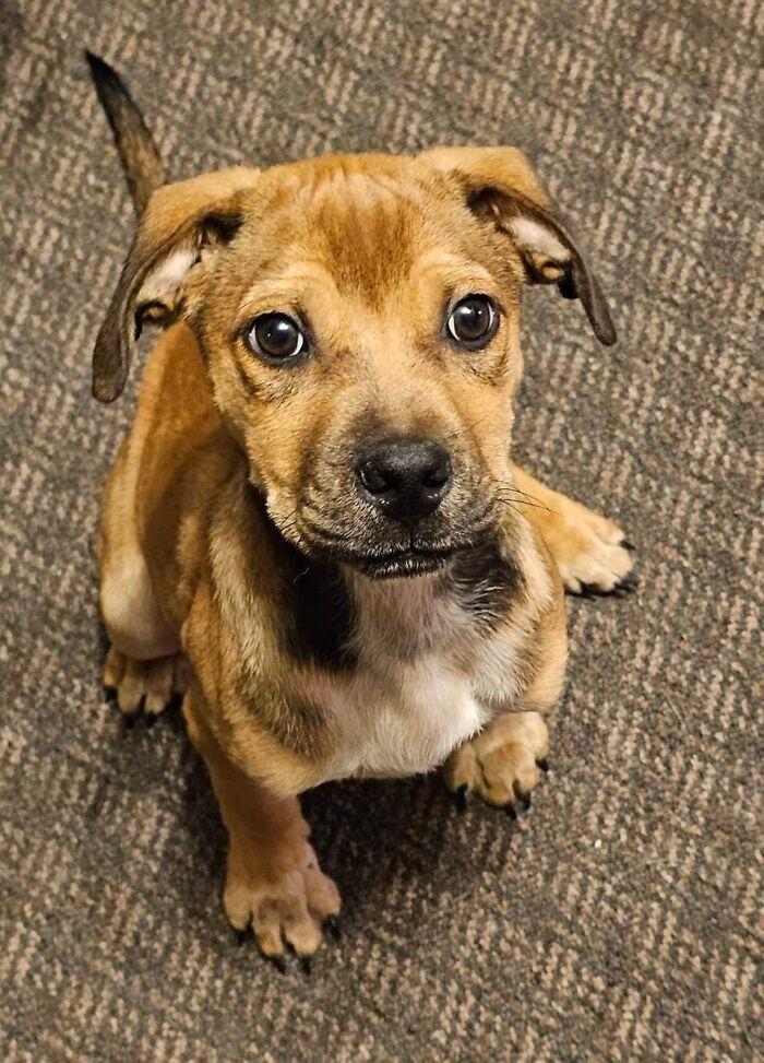 I Caved And We Adopted Her. Now Known At June