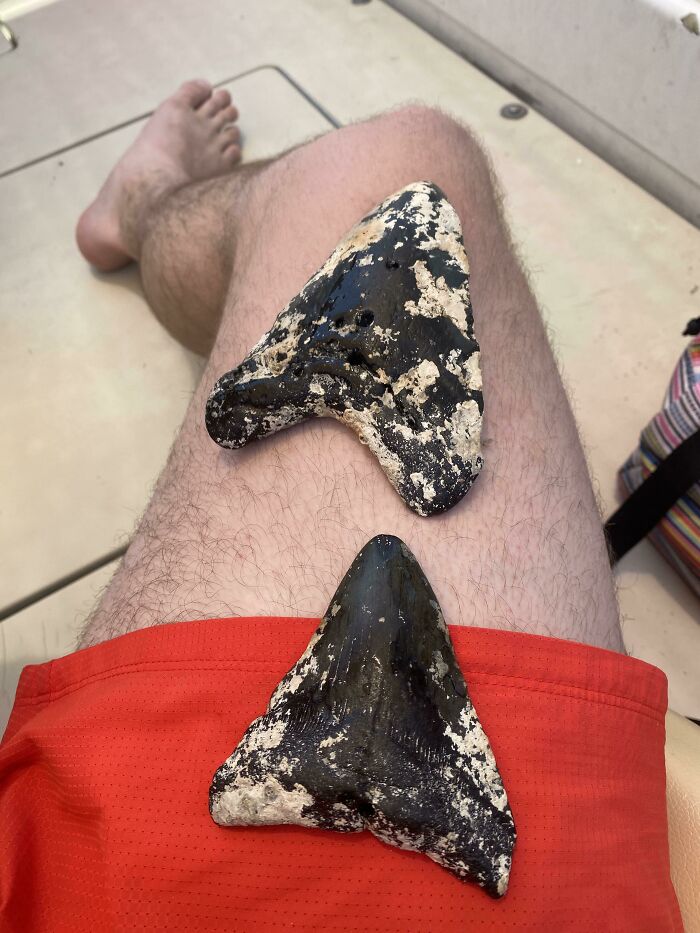 Megalodon Teeth I Found Diving In 90 FSW Off The Coast Of North Carolina