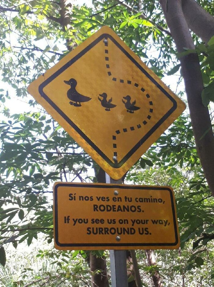 I'd Surround Those Duckies Any Day