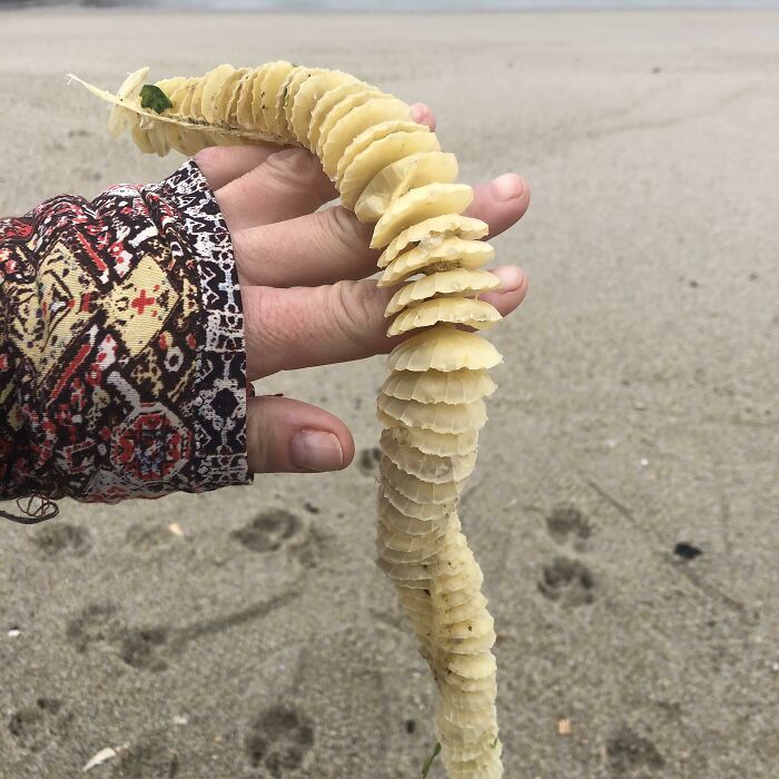 Found An Egg Casing From A Whelk On The Jersey Shore Beach