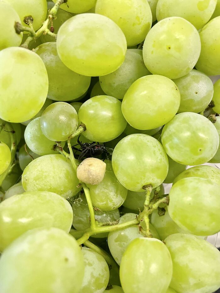 Found A Living Black Widow Between My Organic Grapes