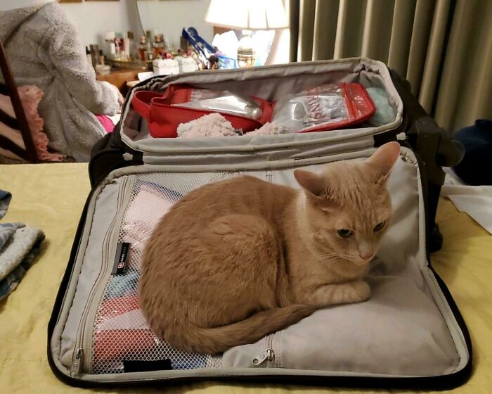 To Stop His Mom From Going On Vacation