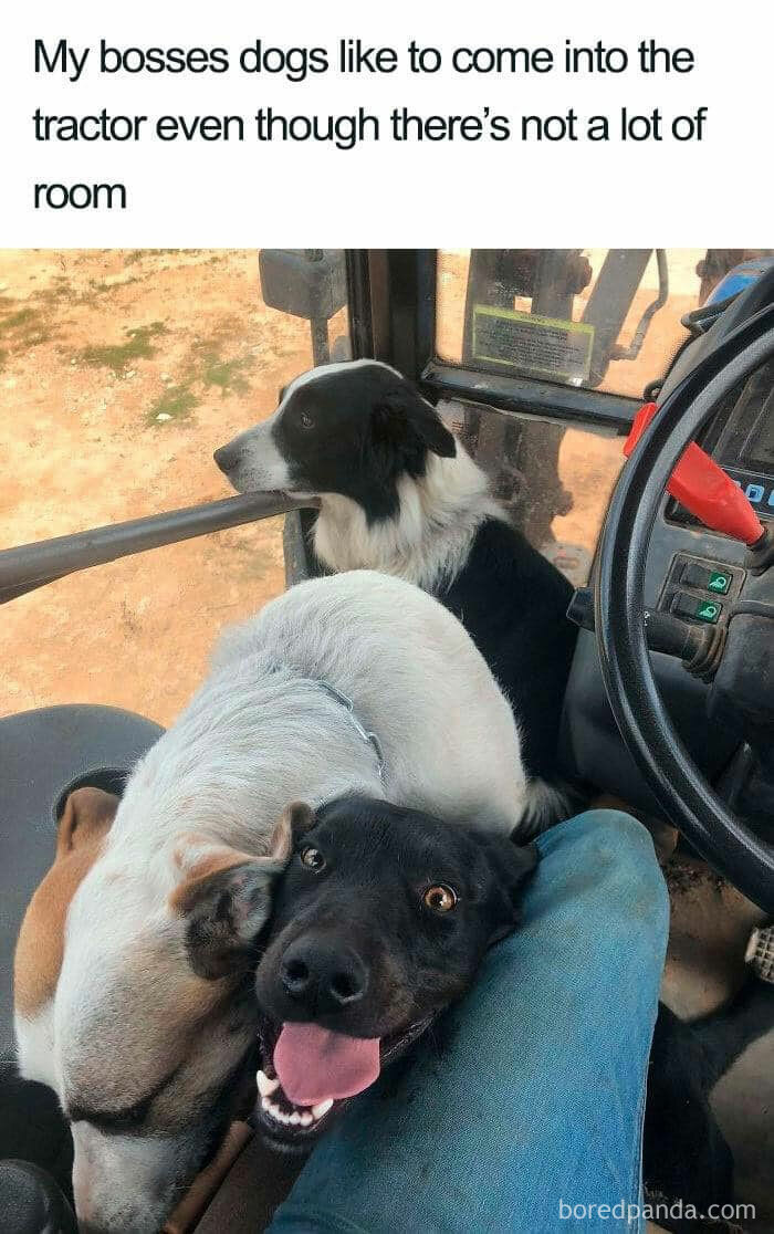  A dog meme featuring three dogs crowded inside a tractor cab, looking happy and content. One dog is lying down, another is sitting with its head resting on the tractor door, and the third dog is looking up with its tongue out. The text above the image reads, "My bosses dogs like to come into the tractor even though there’s not a lot of room." The scene highlights the dogs' preference for being close to their owner despite the cramped space.