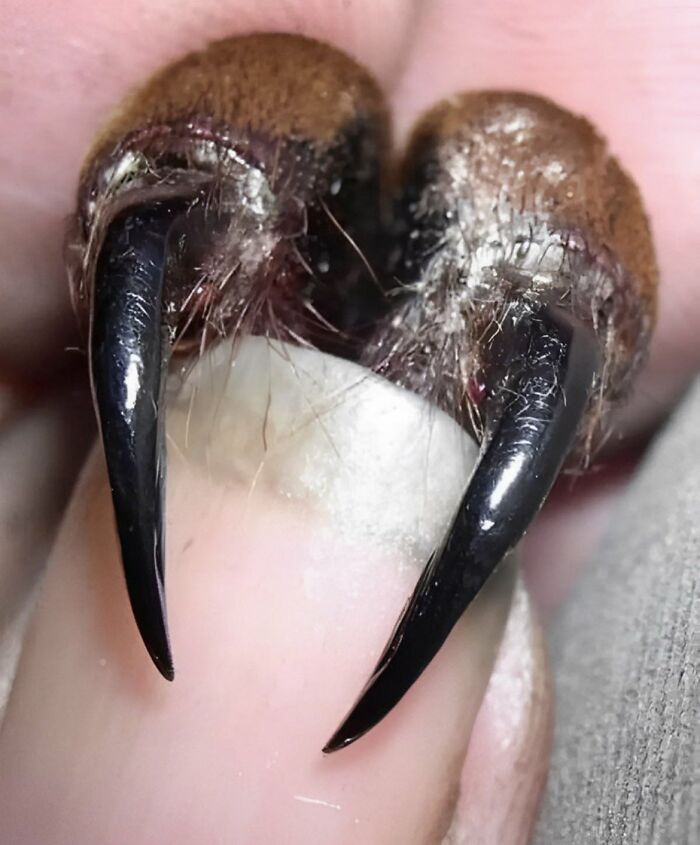 This Is What The Fangs Of The Goliath Tarantula Look Like, One Of The Largest Spiders In The Animal Kingdom