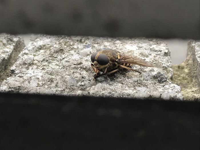 This Beast Of A Horsefly. Not Incredibly In The Wild, Just Sat On My Windowsill