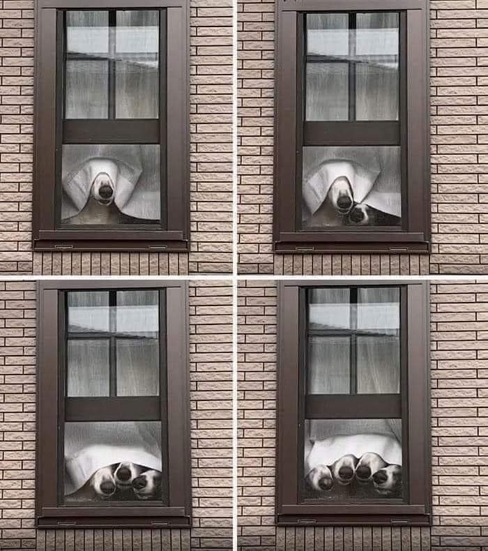 50 Memes That Dog Owners May Find Humorously Relatable