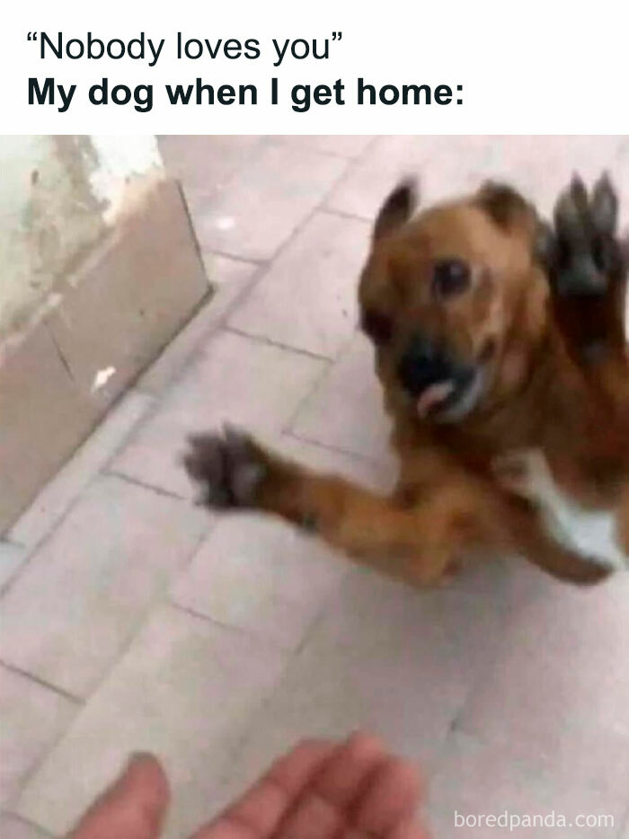 A dog meme featuring a small brown dog excitedly jumping up to greet its owner. The text above the image reads, "'Nobody loves you' My dog when I get home:" The dog's joyful expression and outstretched paws highlight the enthusiastic and unconditional love dogs show when their owners return home.