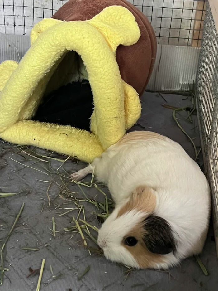 Meet My New Rescue, Harvest! 🍁