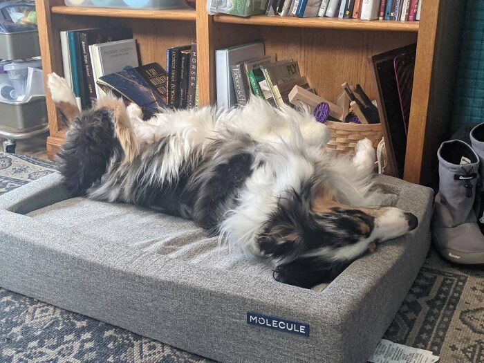 Skyla, My Australian Shepherd :)