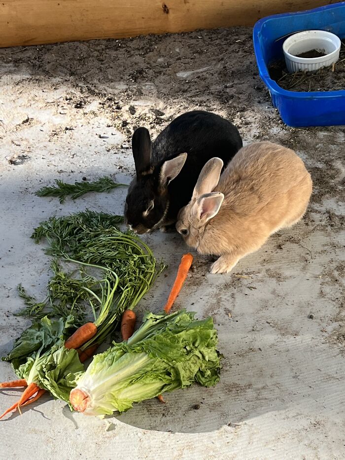 Blackberry And Dolce (5 Months Old)