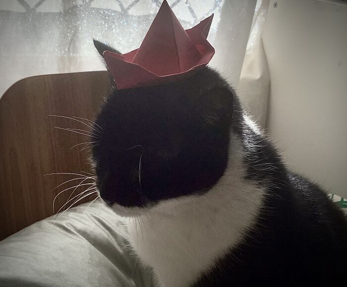 This Photo Of My Old Cat That Passed A Couple Of Years Ago