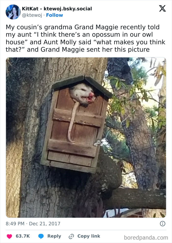 Always Remember The Possums Are Hardly Ever Rabid And Also Good For The Environment