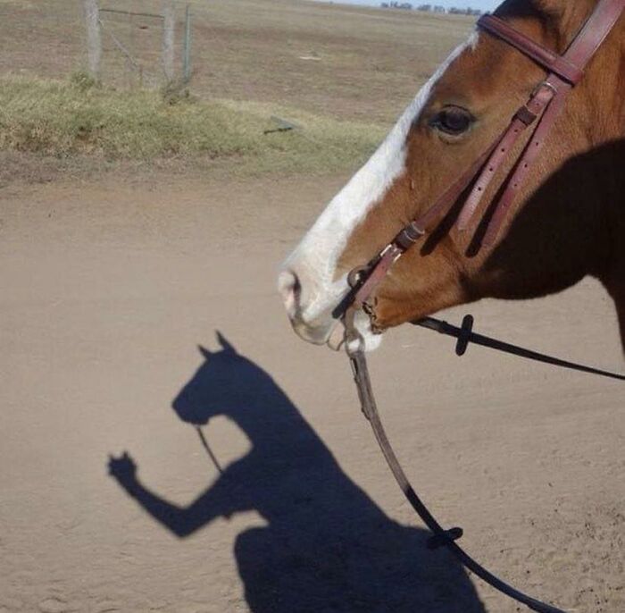 Weird-Pics-Outrebizarre