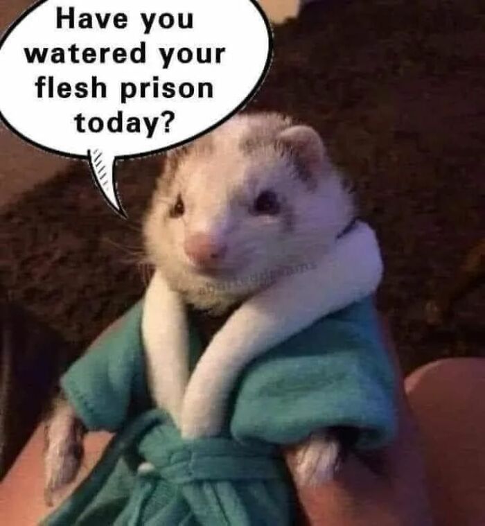 Funny-Cheerful-Nihilism-Memes