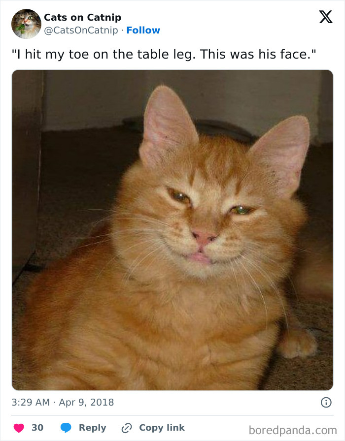 Hilarious-Cat-Jokes-Memes