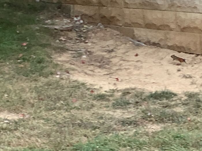 Fast Little Chipmunk