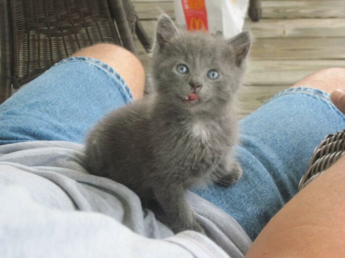A Heartwarming Rescue Of A Little Kitty From A Tennessee Highway