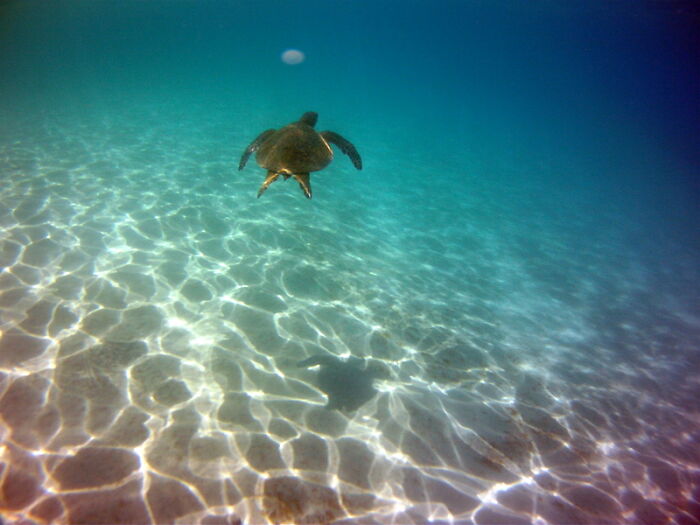 My Wallpaper: Turtle In Hawaii, 2014. The "Orb" Is A Seredipitous Artifact