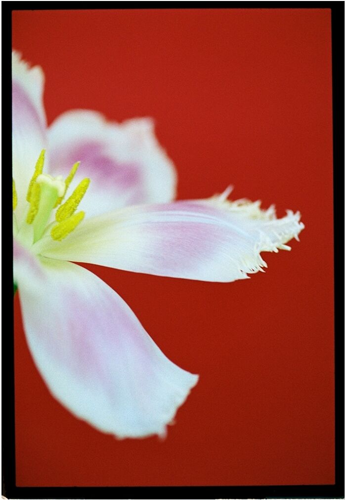 A picture of a flower