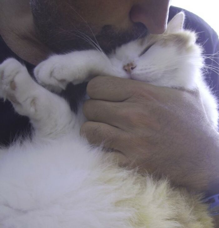 This Deaf Cat Was Found Trying To Fend For Himself On The Streets (6 Pics)