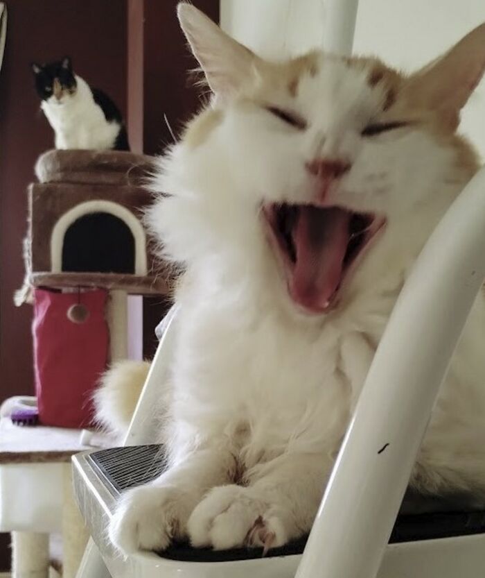 This Deaf Cat Was Found Trying To Fend For Himself On The Streets (6 Pics)