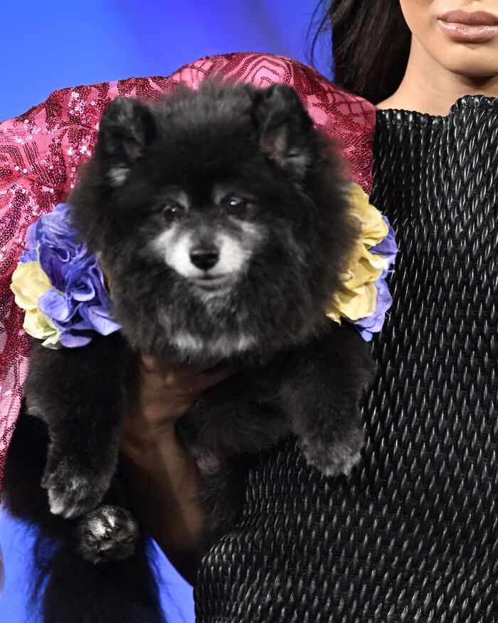 Anthony Rubio Nyfw: Gracie, A Pomeranian