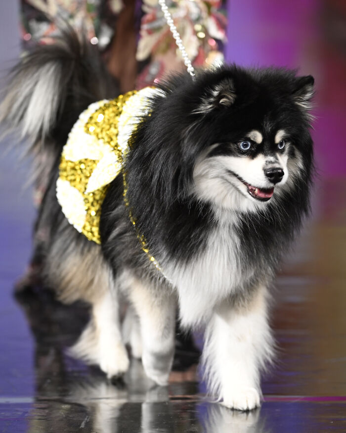 Anthony Rubio Nyfw: Little Greyshoes, A Pomsky