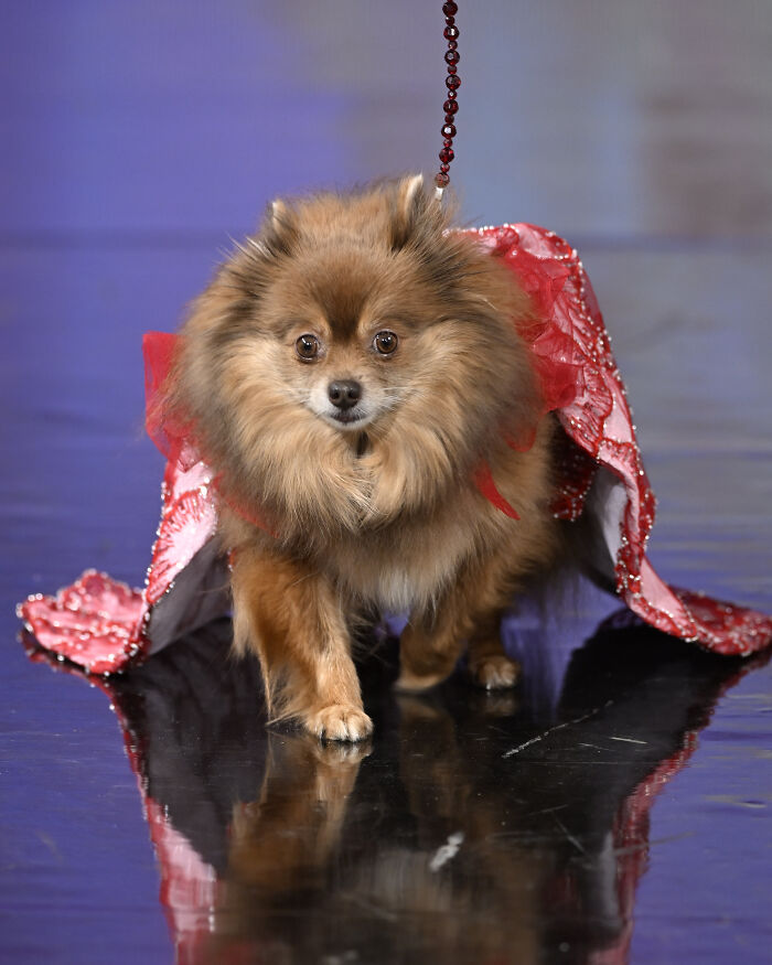 Anthony Rubio Nyfw: Daffodil