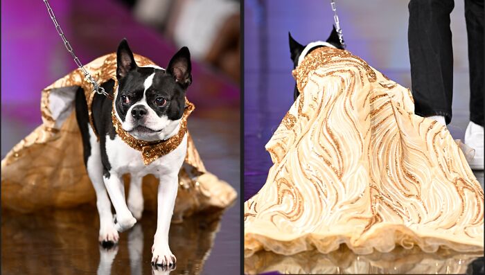Anthony Rubio Nyfw: Rita The Boston Terrier