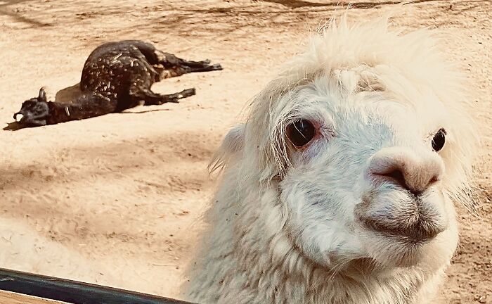 Possibly My Favorite Photo I Have Edited (Dont Worry The Other Llama Is Not Dead) He Is Just Sleeping *