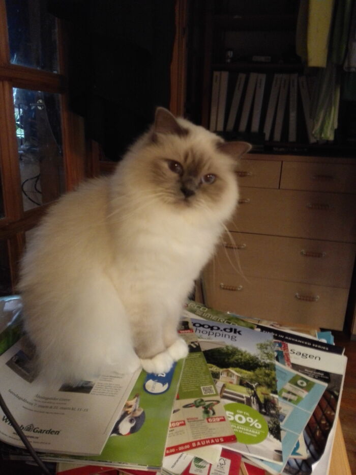 This Is Bamse (Which Is Danish For Teddy) And I Think He Is The Cutest Cat I Have Seen