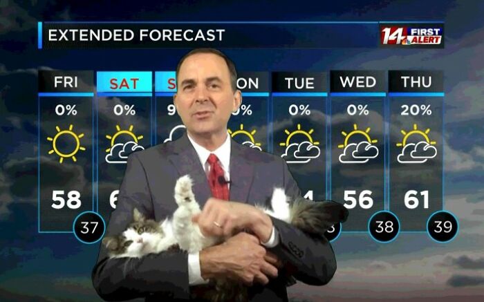 This Kitty Went Viral After Bombing Her Meteorologist Dad&rsquo;s At-Home Forecast