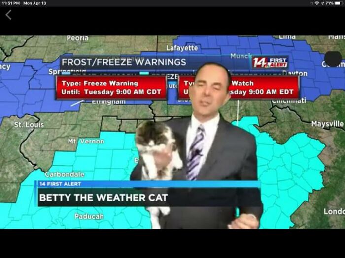 This Kitty Went Viral After Bombing Her Meteorologist Dad&rsquo;s At-Home Forecast