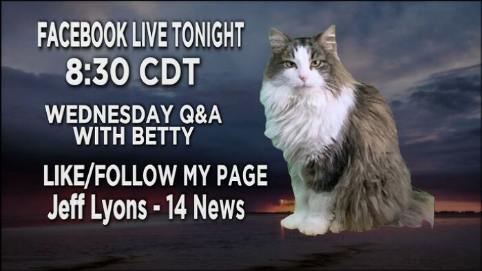 This Kitty Went Viral After Bombing Her Meteorologist Dad&rsquo;s At-Home Forecast