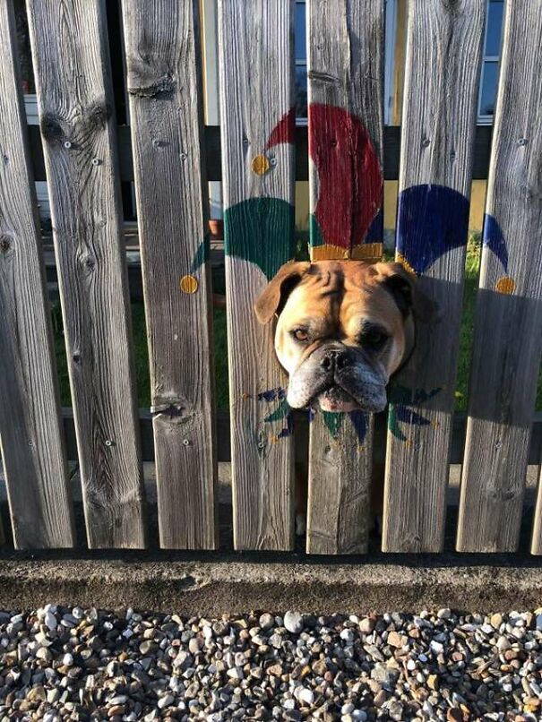 Bulldog Loves To Stick His Head Through The Fence, So His Owners Paint A Costume To Make Him The King Of The Stree