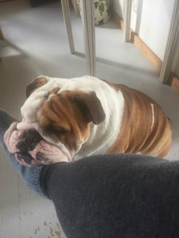 Bulldog Loves To Stick His Head Through The Fence, So His Owners Paint A Costume To Make Him The King Of The Stree