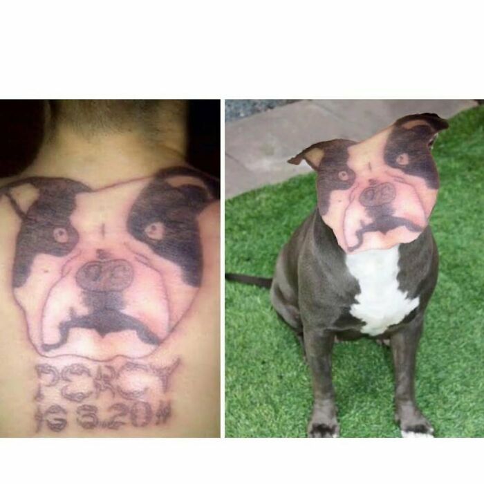 Tattoo failure comparison with actual dog's face on the right, highlighting lessons in ink.