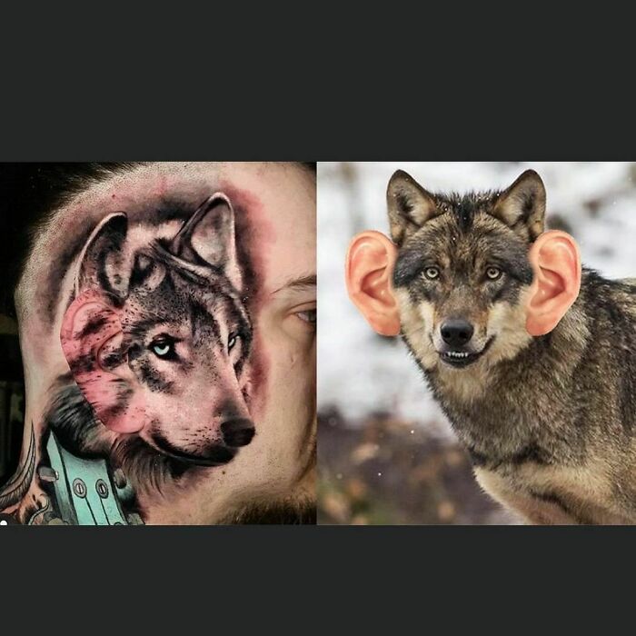 Wolf tattoo on head compared with a wolf image with added ears, showcasing tattoo fails.