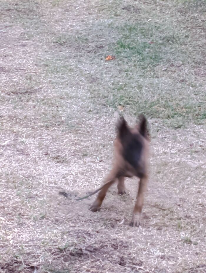 This Is Laika. You Can See How Active She Is